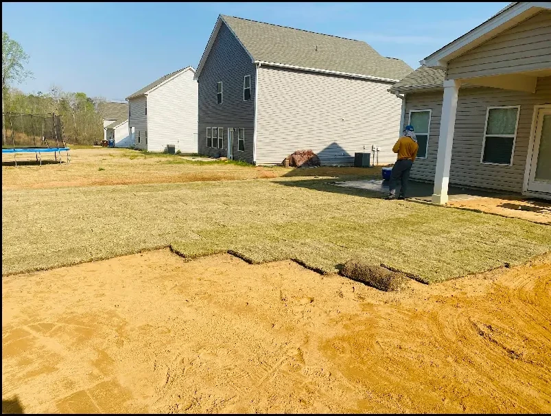 Fresh Bermuda sod installation on residential property