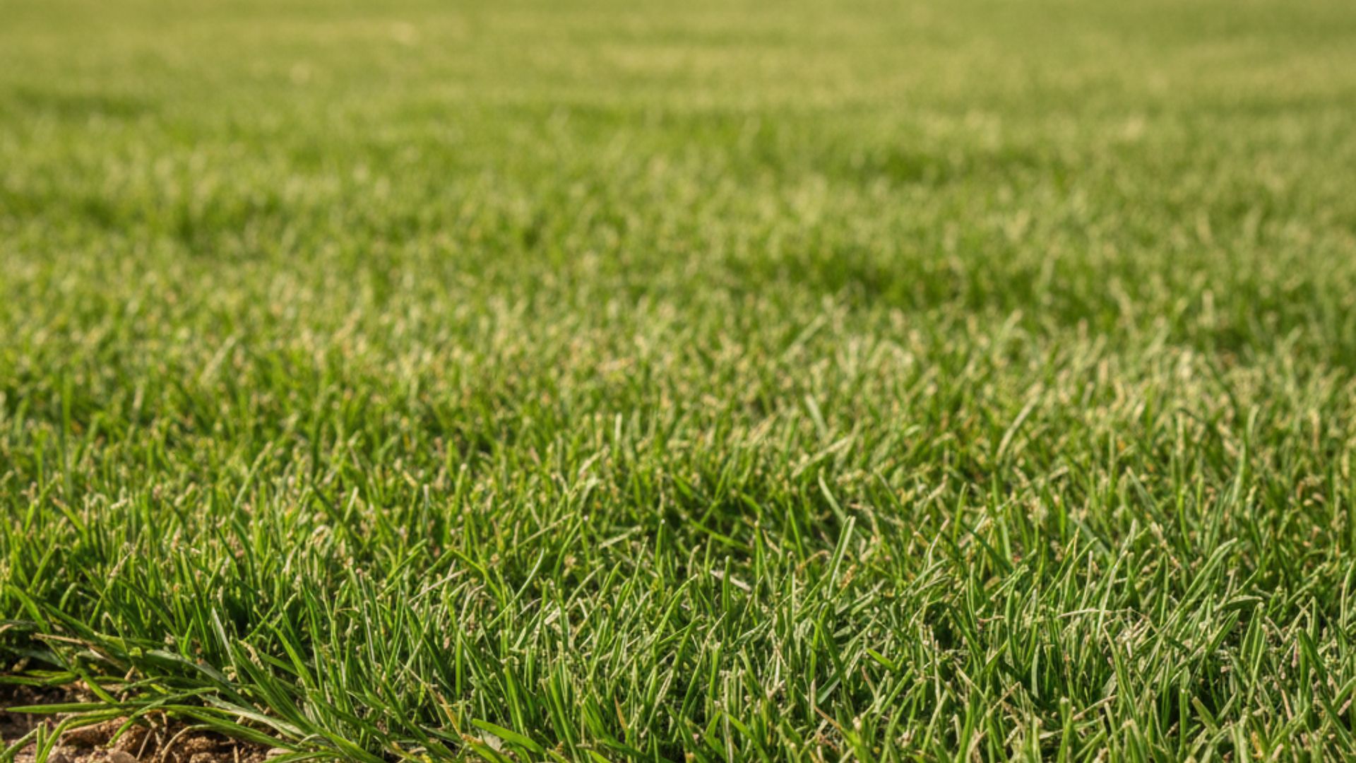 Close-up of dense, freshly cut bermuda grass maintained at proper height in Southern Pines, NC.